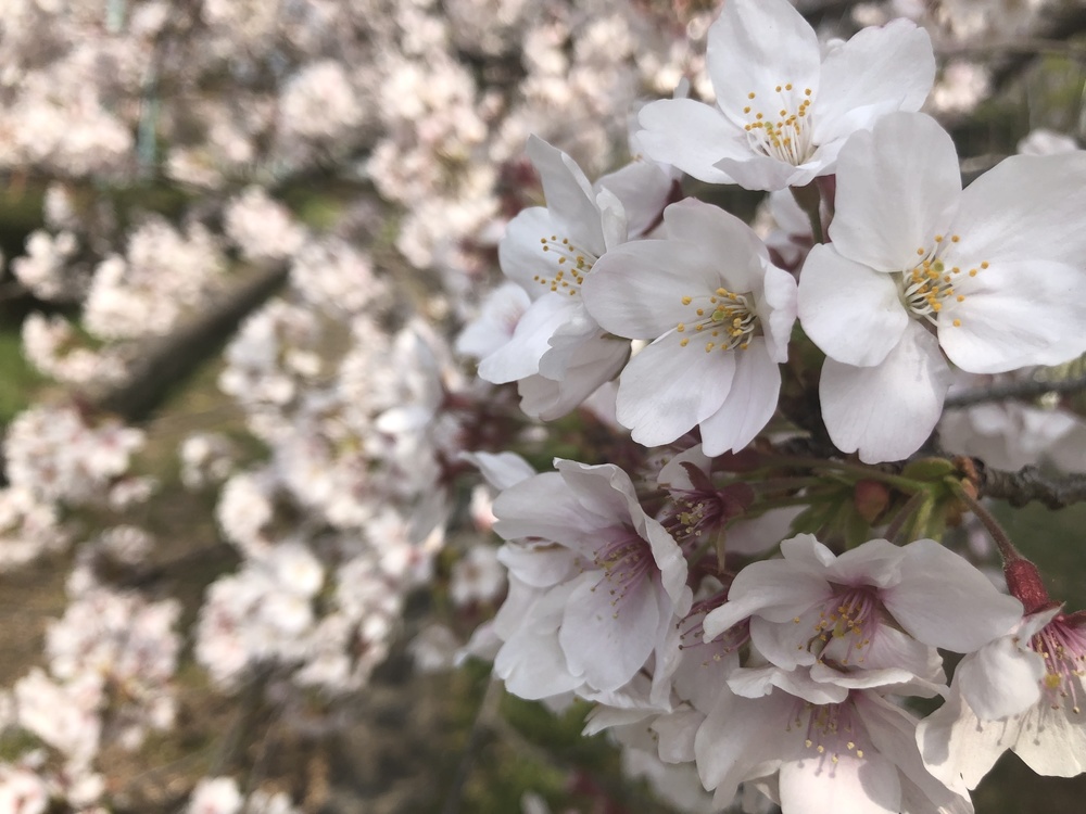 桜街道まっしぐら！グリーンロード&多摩湖の写真3