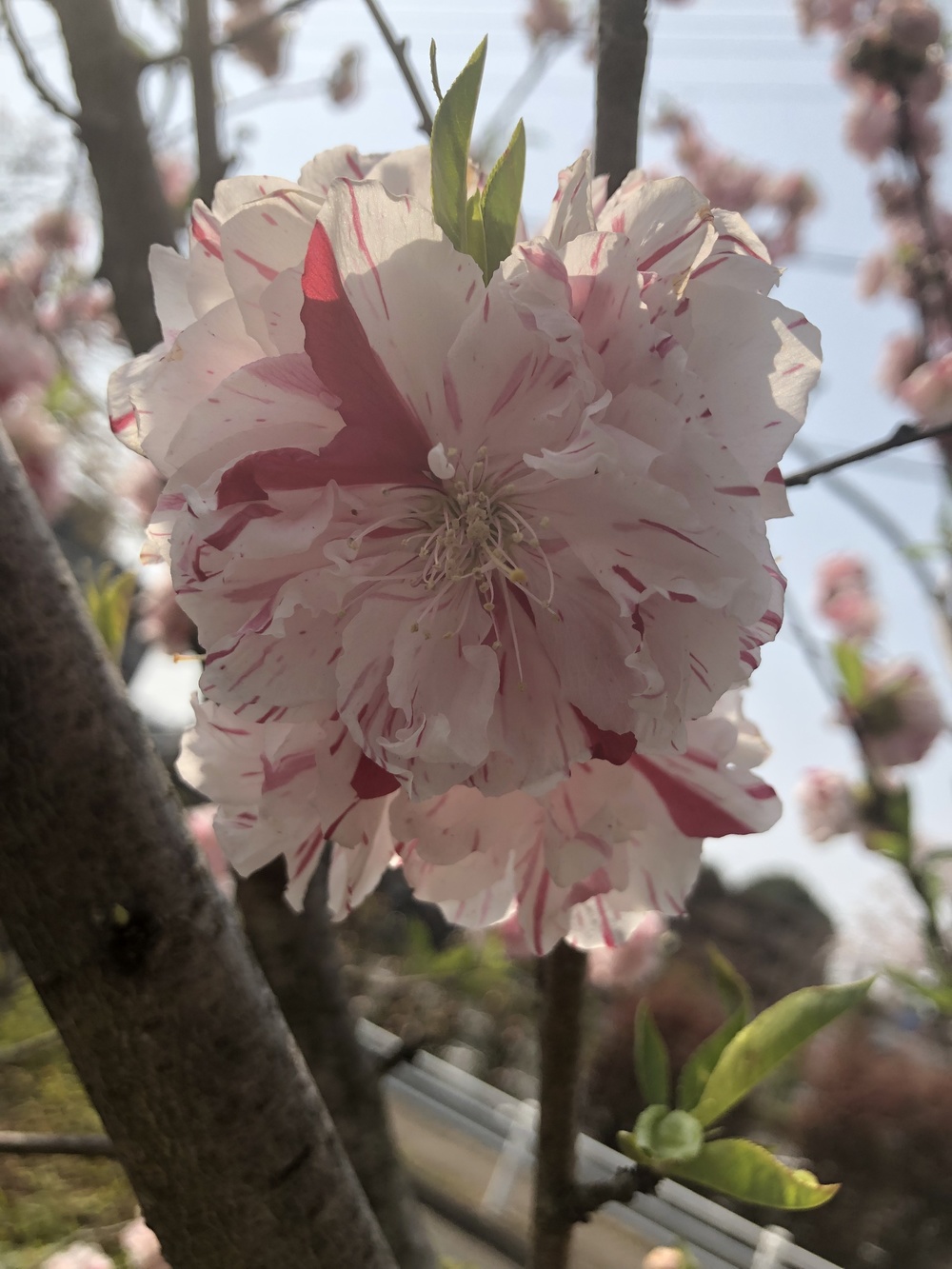 桜街道まっしぐら！グリーンロード&多摩湖の写真4