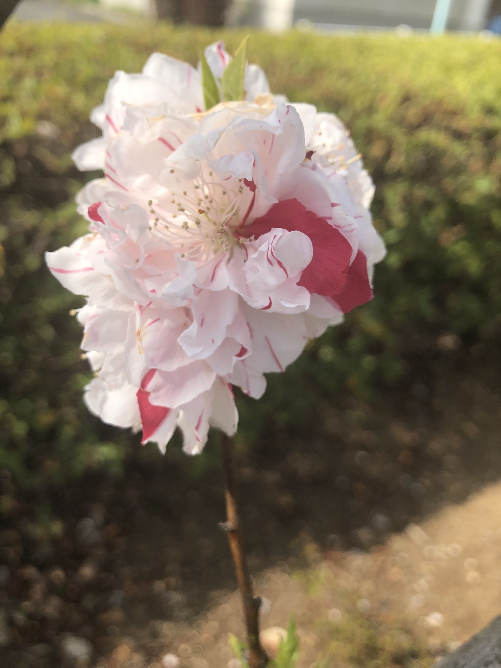 桜街道まっしぐら！グリーンロード&多摩湖の写真5