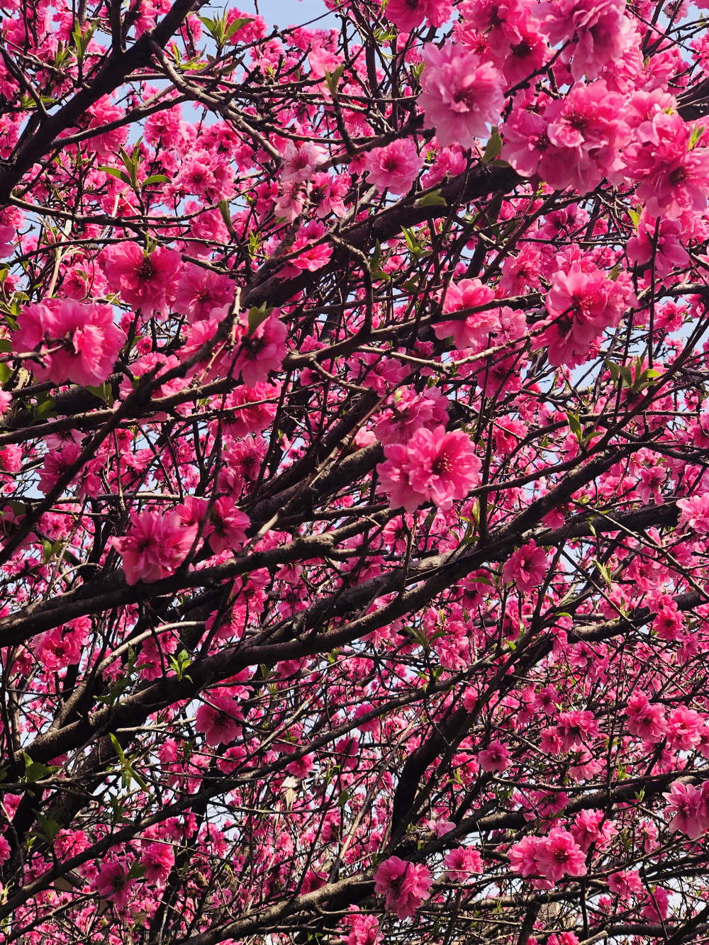桜街道まっしぐら！グリーンロード&多摩湖の写真6