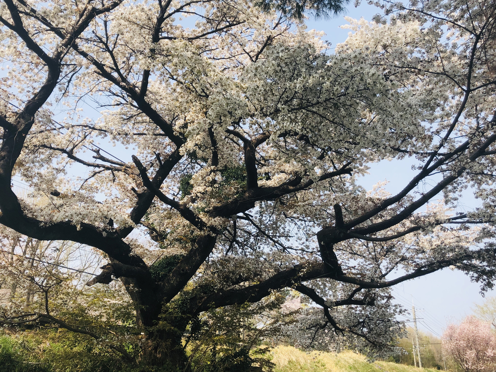 桜街道まっしぐら！グリーンロード&多摩湖の写真8
