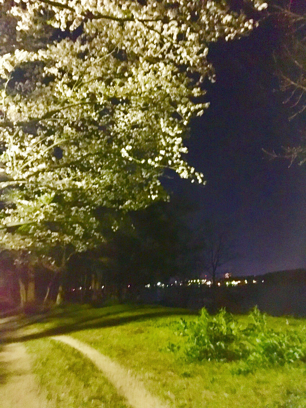 出張ラン さくら見物 - 浜松城から佐鳴湖ファンランの写真3