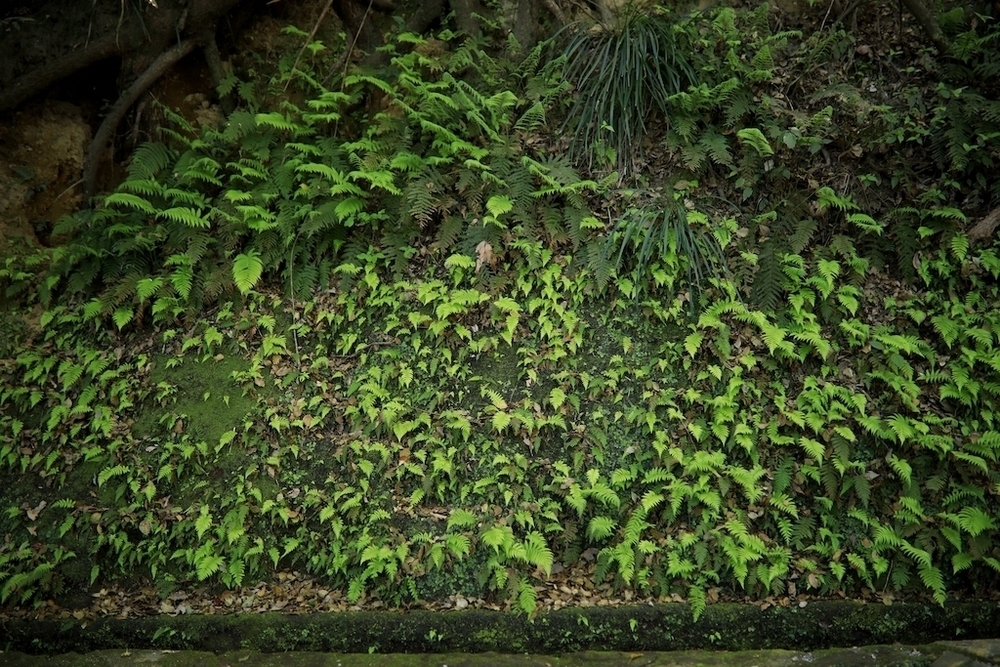 桜島を眺める「城山展望台」往復コースの写真4