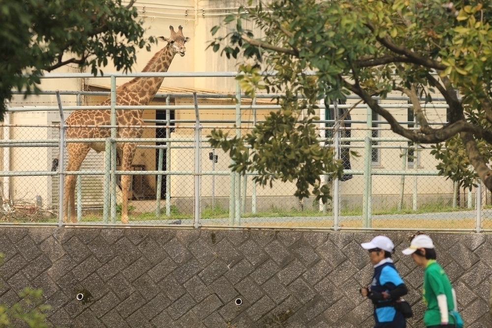 水前寺江津湖公園往復コースの写真3