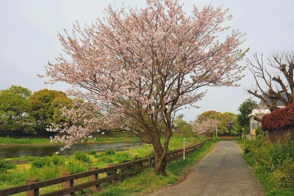 水前寺江津湖公園往復コースの写真4
