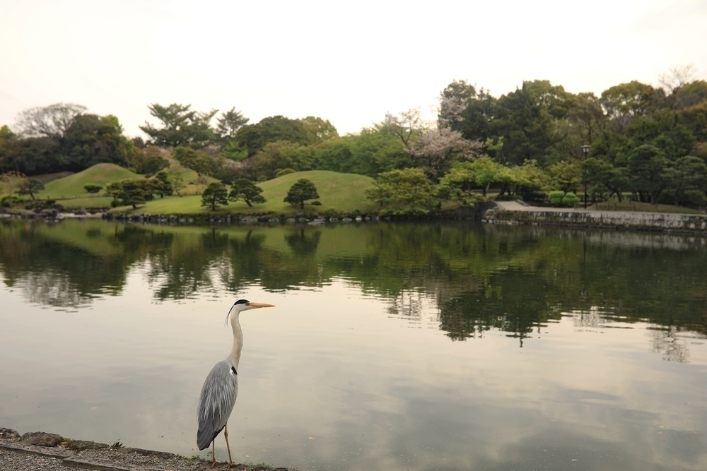 水前寺江津湖公園往復コースの写真6
