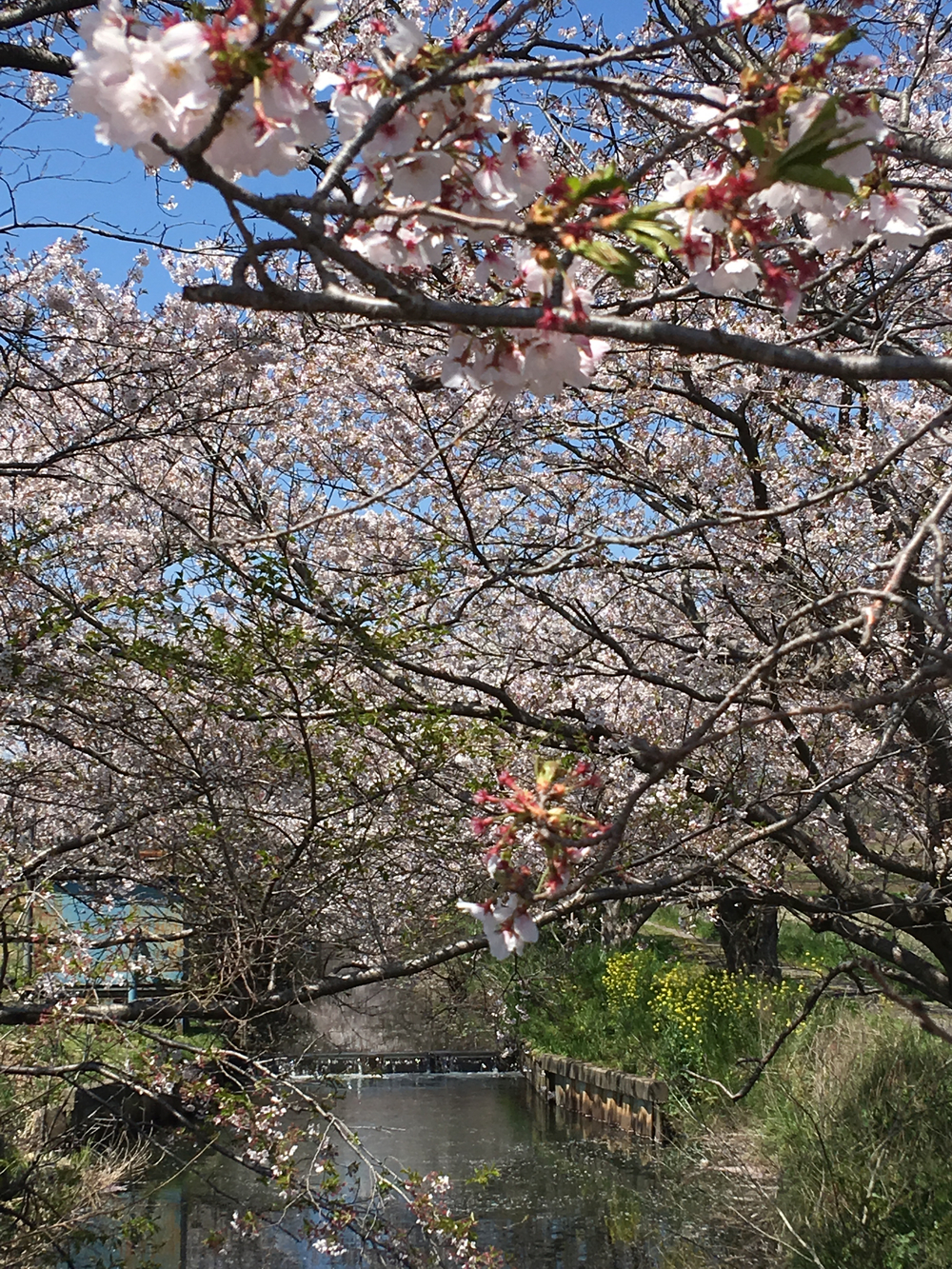 【さくらラン・今井の桜 金山落としラン14km】の写真3