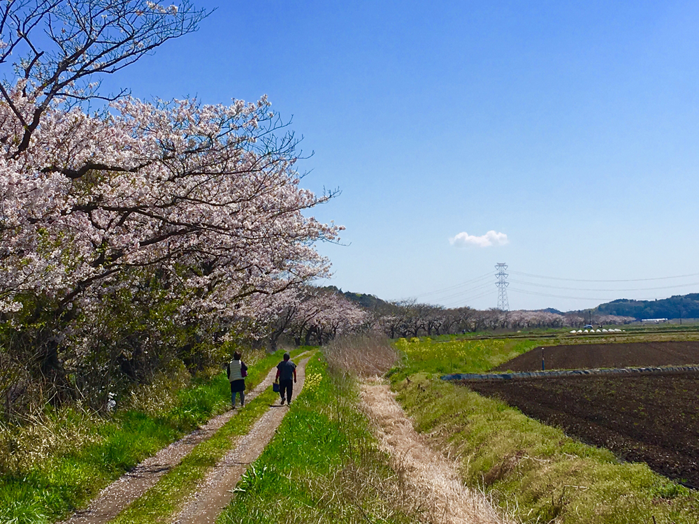 【さくらラン・今井の桜 金山落としラン14km】の写真4
