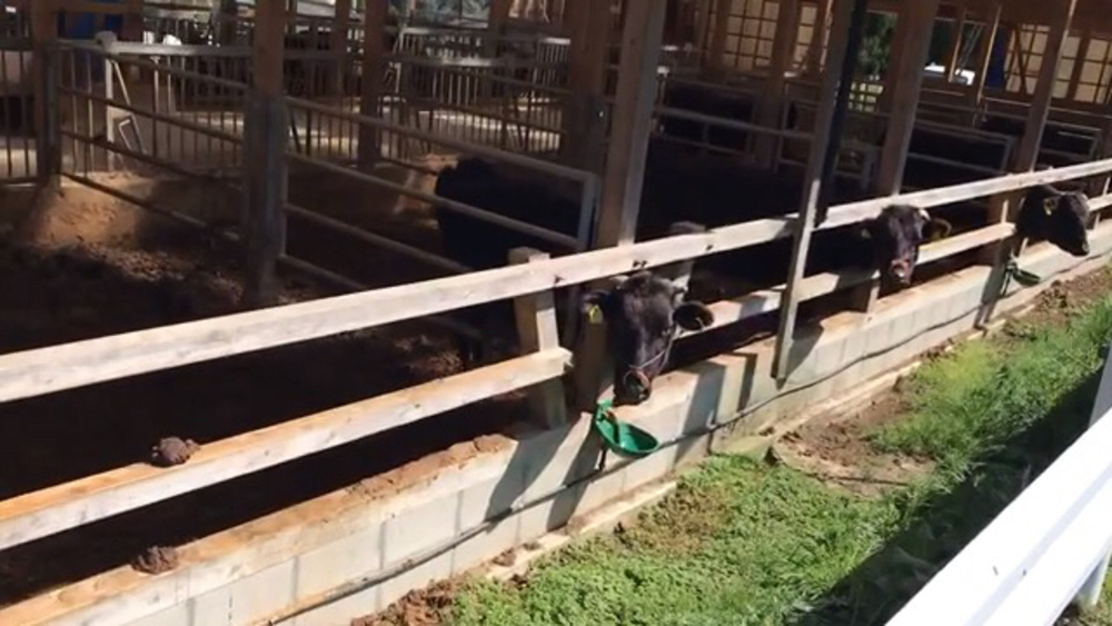 パワーフル充填ラン！(復路)【天岩戸神社〜高千穂神社〜高千穂峡】の写真4