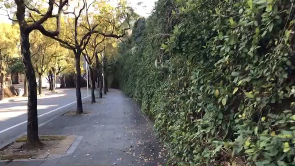 パワーフル充填ラン！(復路)【天岩戸神社〜高千穂神社〜高千穂峡】の写真12