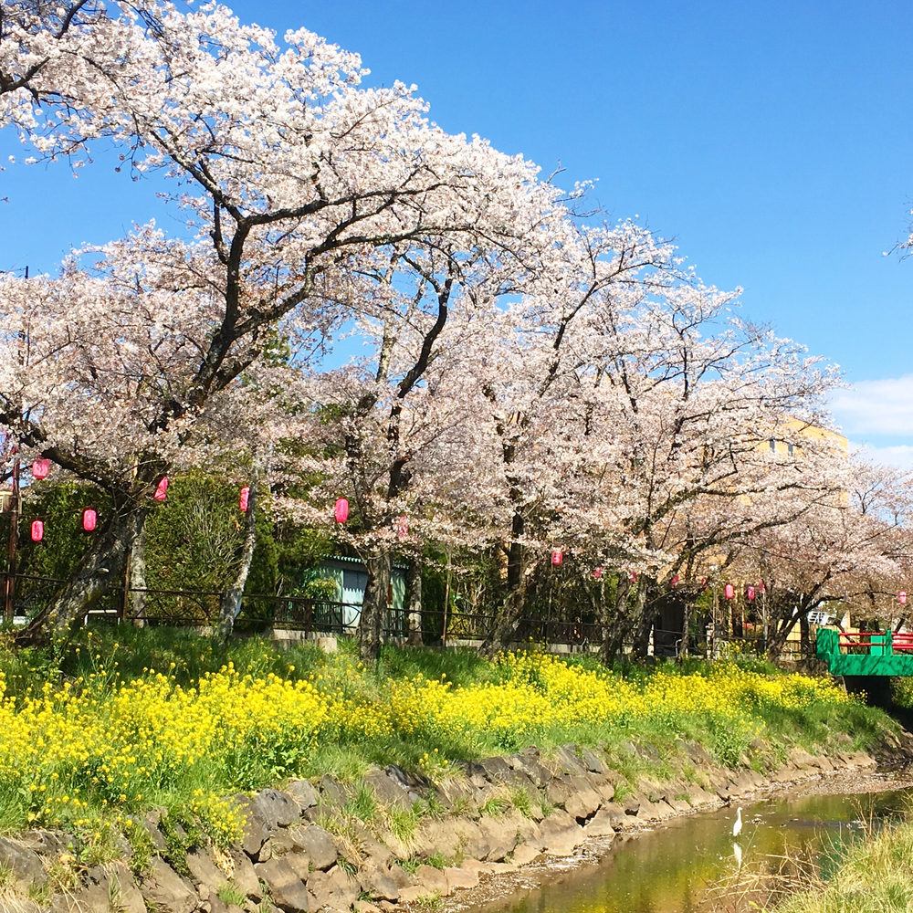 真岡お花見&かき氷RUNの写真3