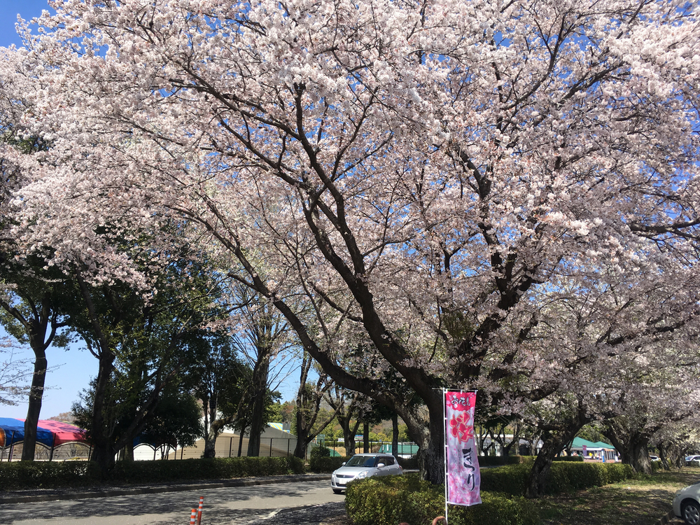 真岡お花見&かき氷RUNの写真4