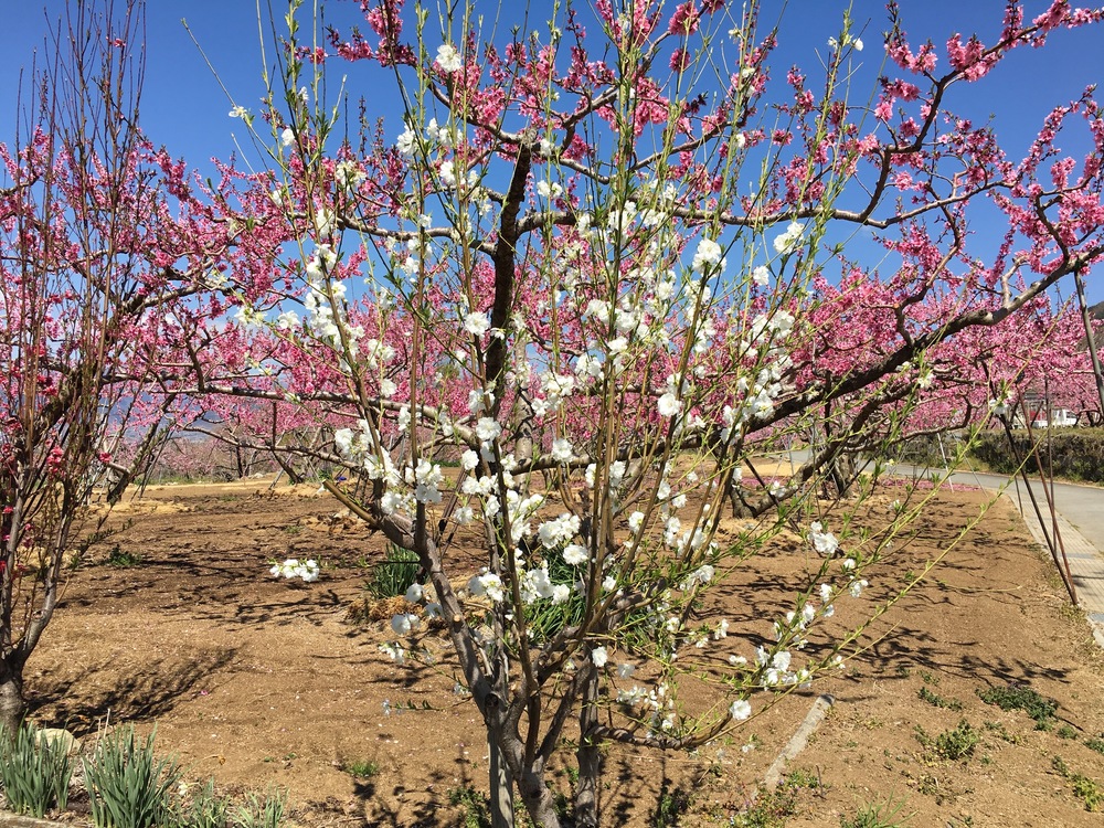 甲州高尾山と花見ランの写真12