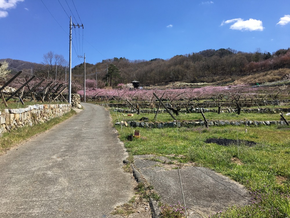 甲州高尾山と花見ランの写真13