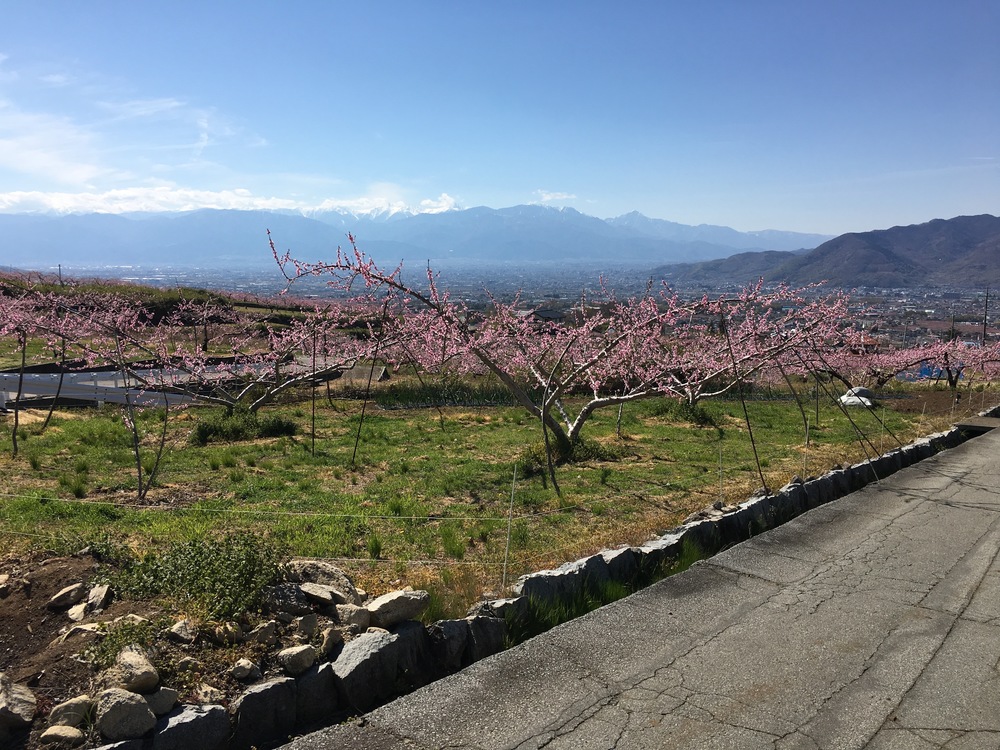 甲州高尾山と花見ランの写真15