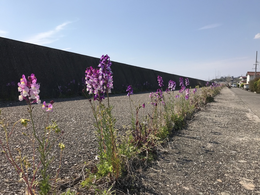 ランチの後はランで楽しくの写真4