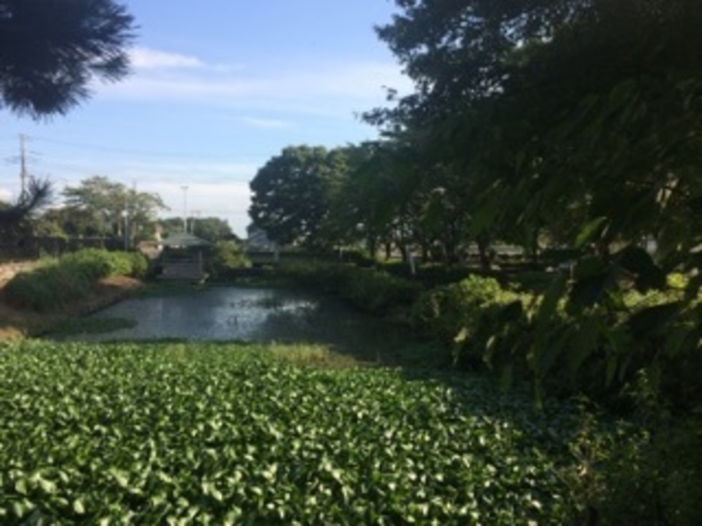 埼玉・羽生　利根川と葛西用水10kmラン の写真3