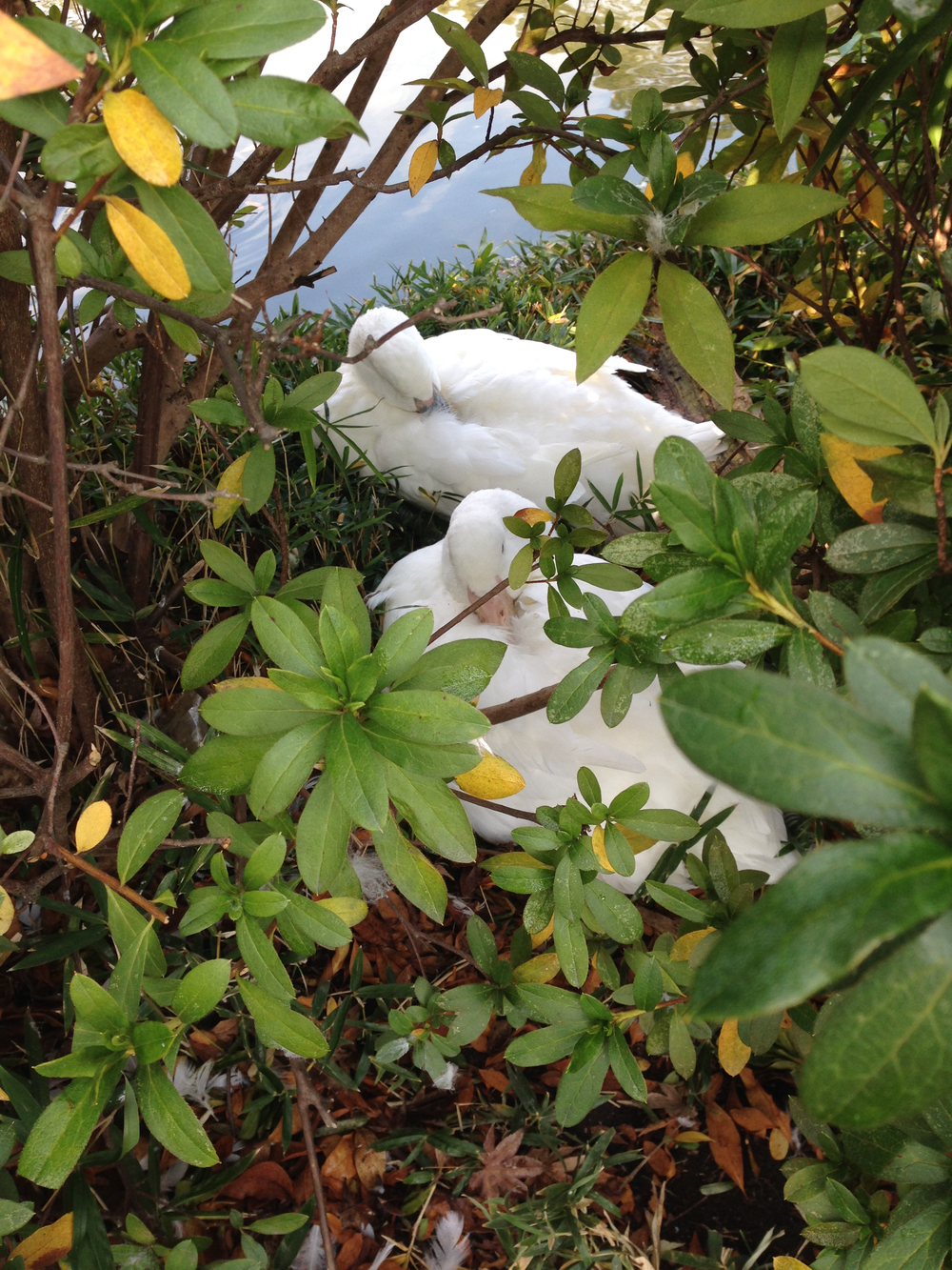 二条城は真四角じゃなかったのねランの写真4