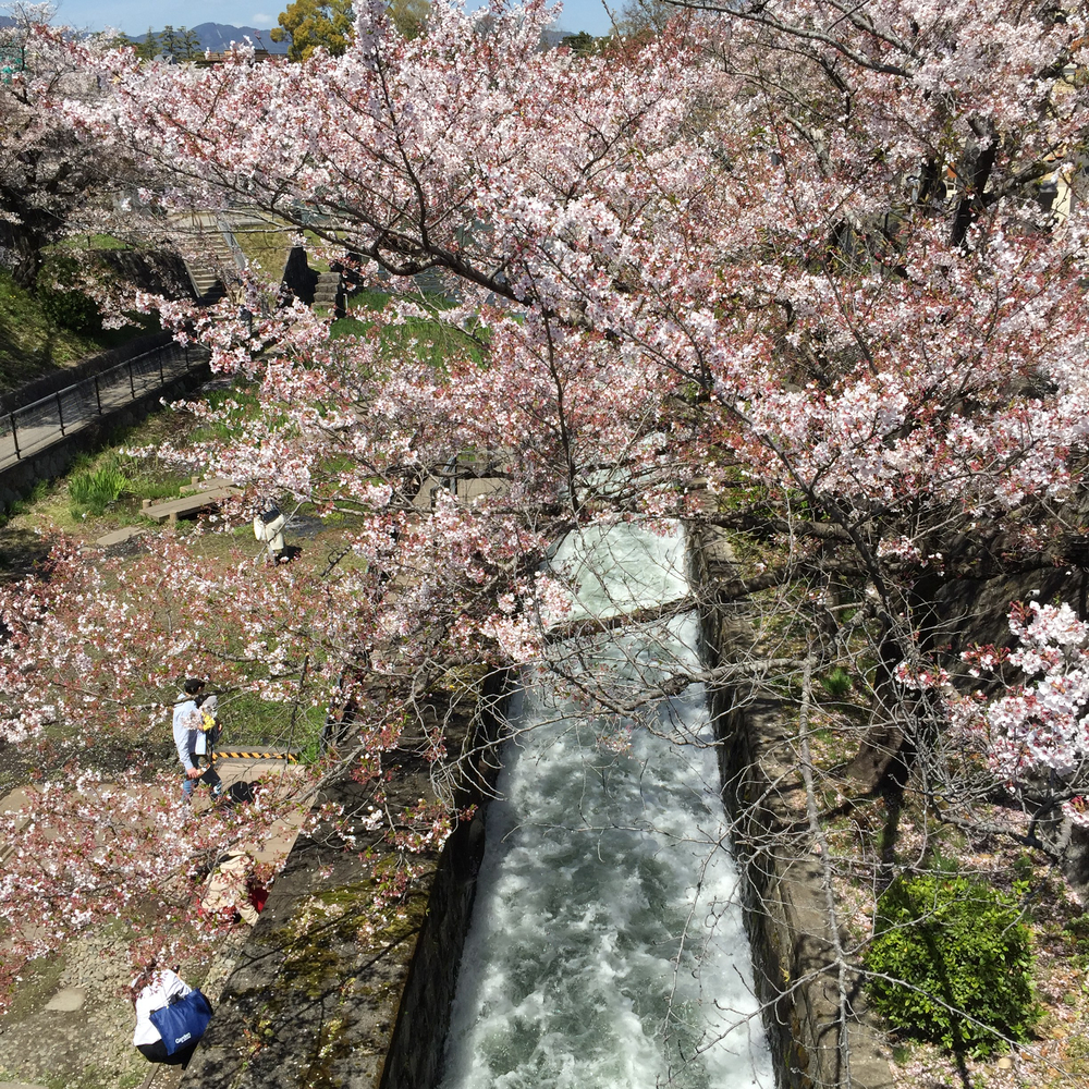 京都お花見ラン②の写真3