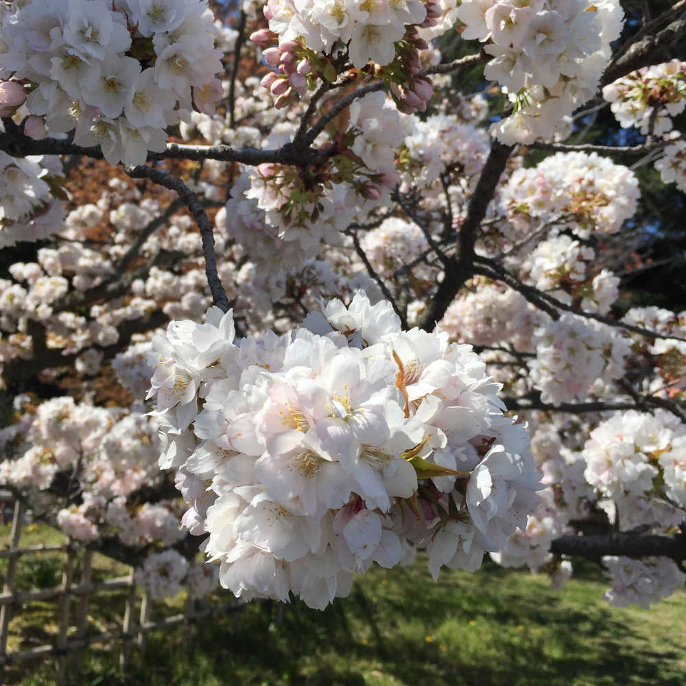 京都お花見ラン②の写真4
