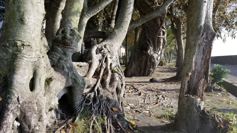 鹿児島市の定番コースにもやっぱり海と桜島の写真10