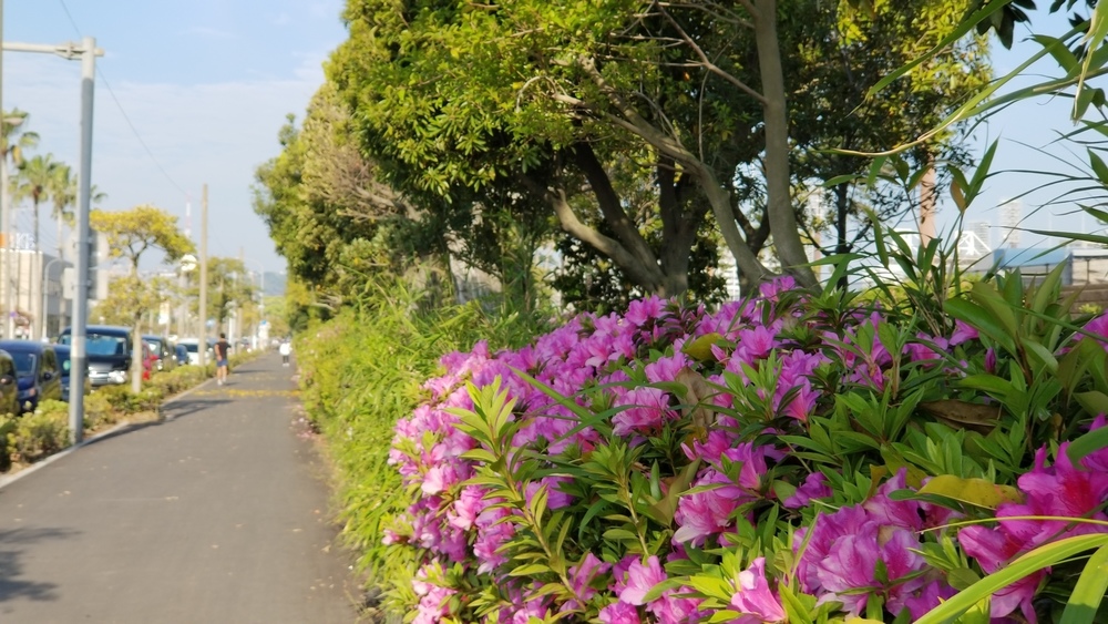 鹿児島市の定番コースにもやっぱり海と桜島の写真15