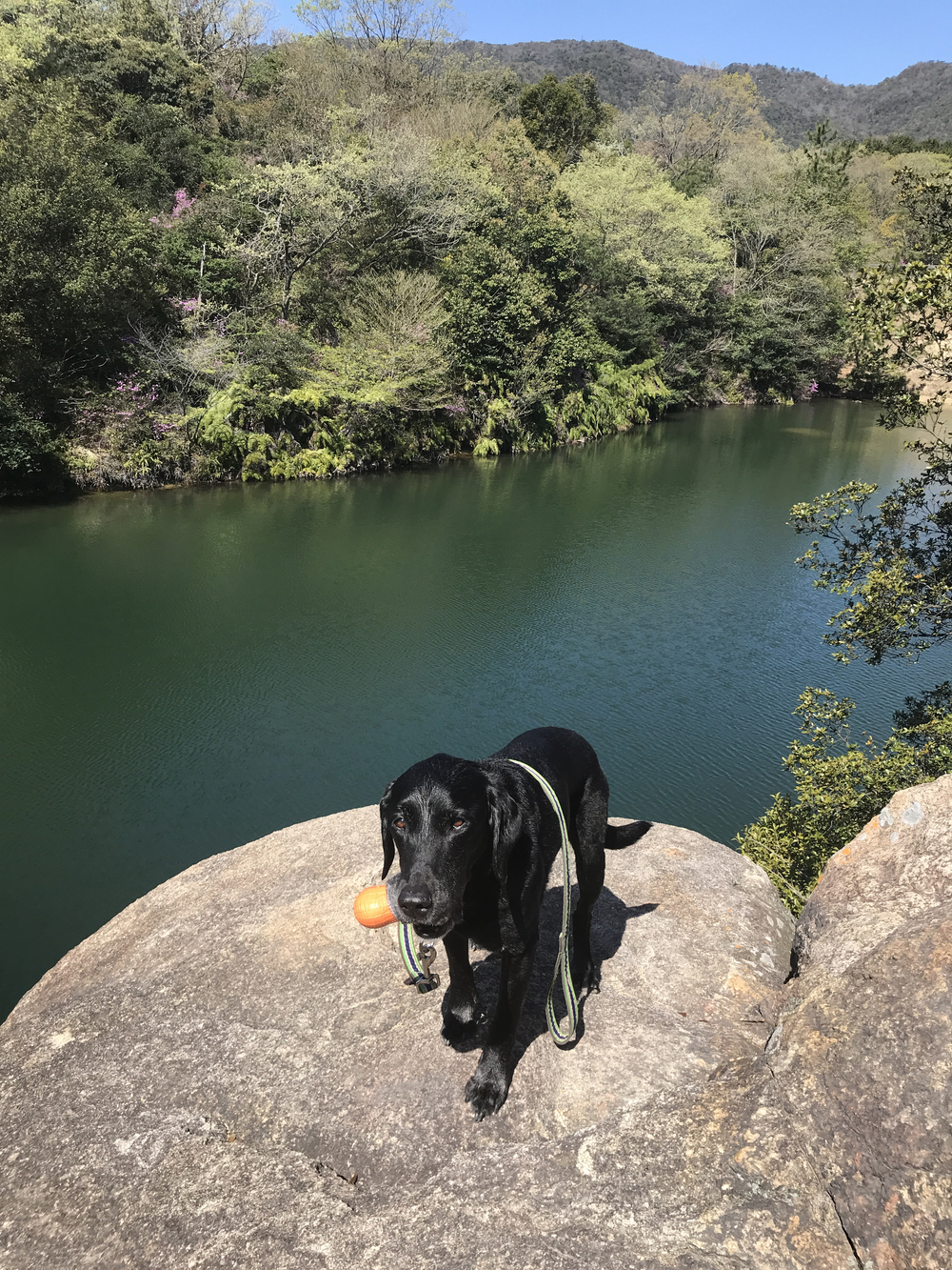 犬連れ 北山植物園からダムを抜けての写真4