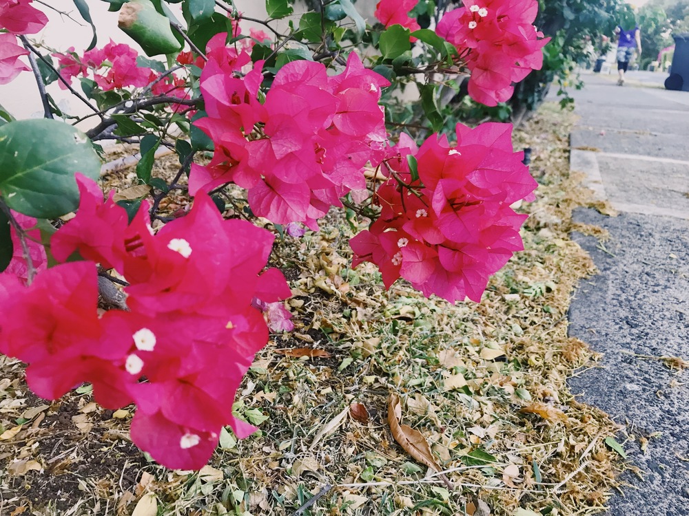 【Hawaii】ダイアモンドヘッドとSUNRISE 絶景Runtripの写真6