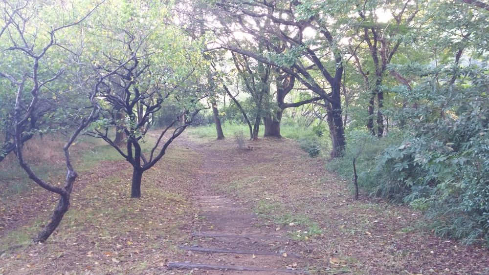 【横浜上大岡】丘の上にある梅林で有名な岡村公園の写真3