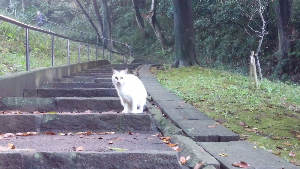 【横浜上大岡】丘の上にある梅林で有名な岡村公園の写真6