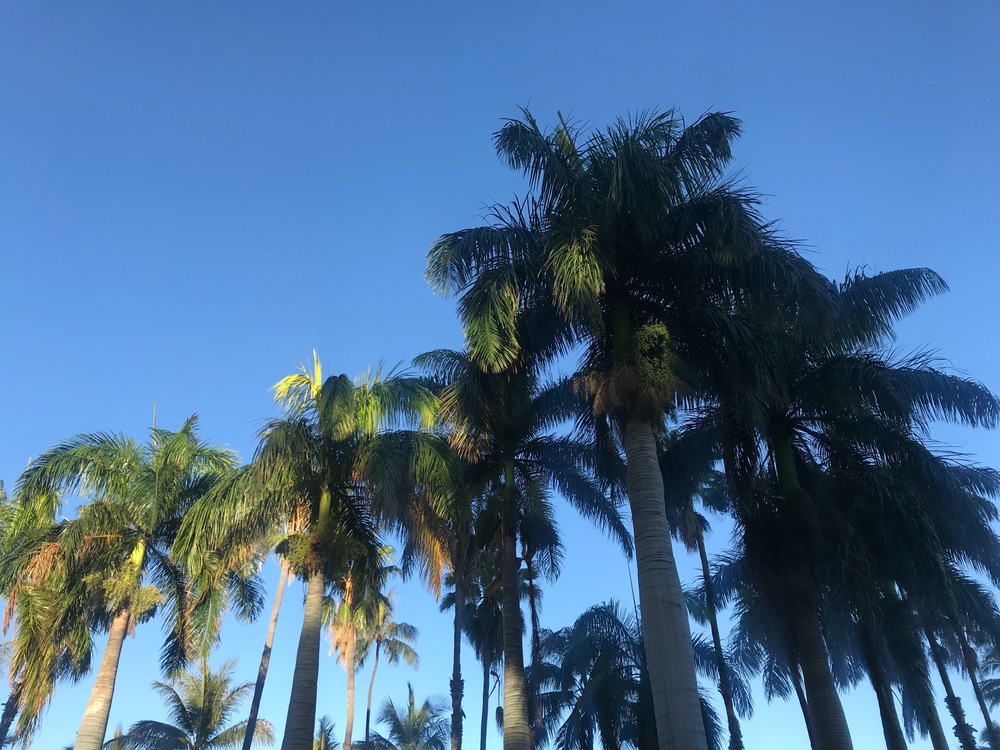 【HAWAII】GreenParkとSeaside 自然感じるモーニングRuntripの写真15