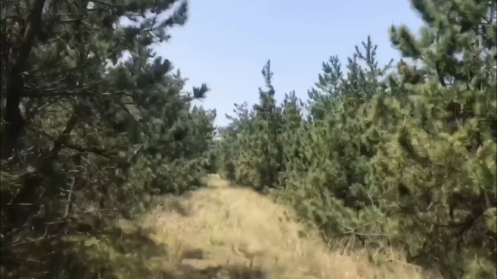 海岸、松林、コナン、ポニー、飛行機！  鳥取空港周辺は楽しい！の写真6