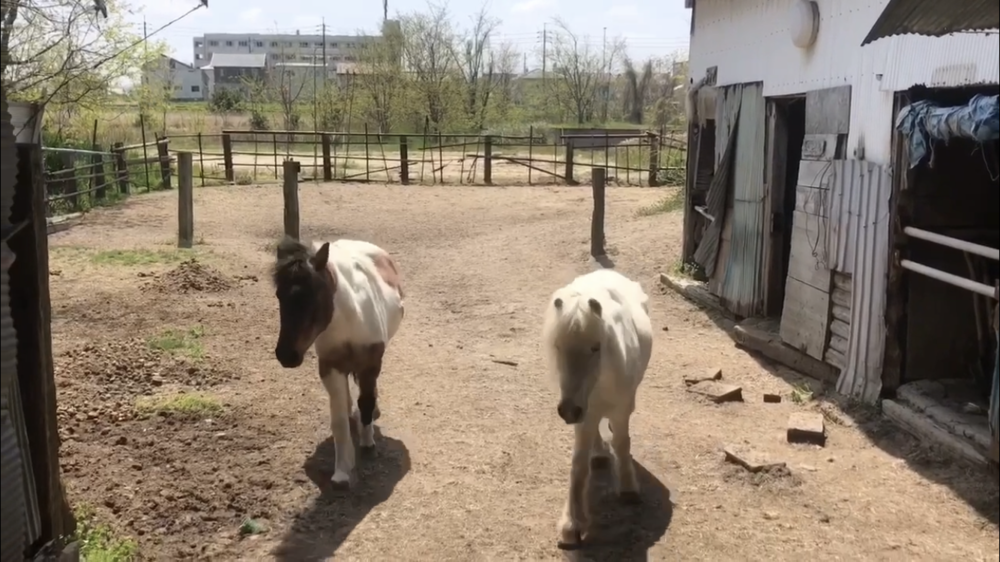 海岸、松林、コナン、ポニー、飛行機！  鳥取空港周辺は楽しい！の写真13