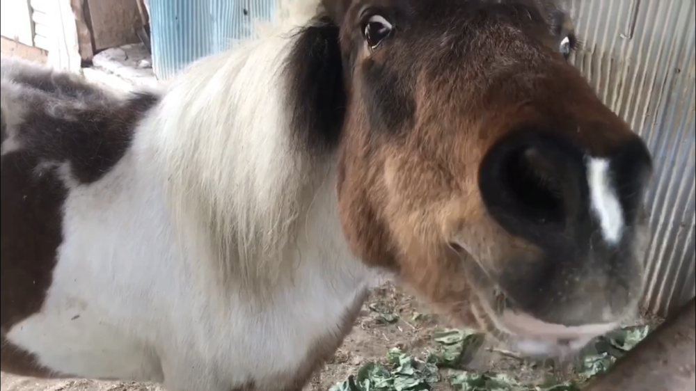 海岸、松林、コナン、ポニー、飛行機！  鳥取空港周辺は楽しい！の写真14