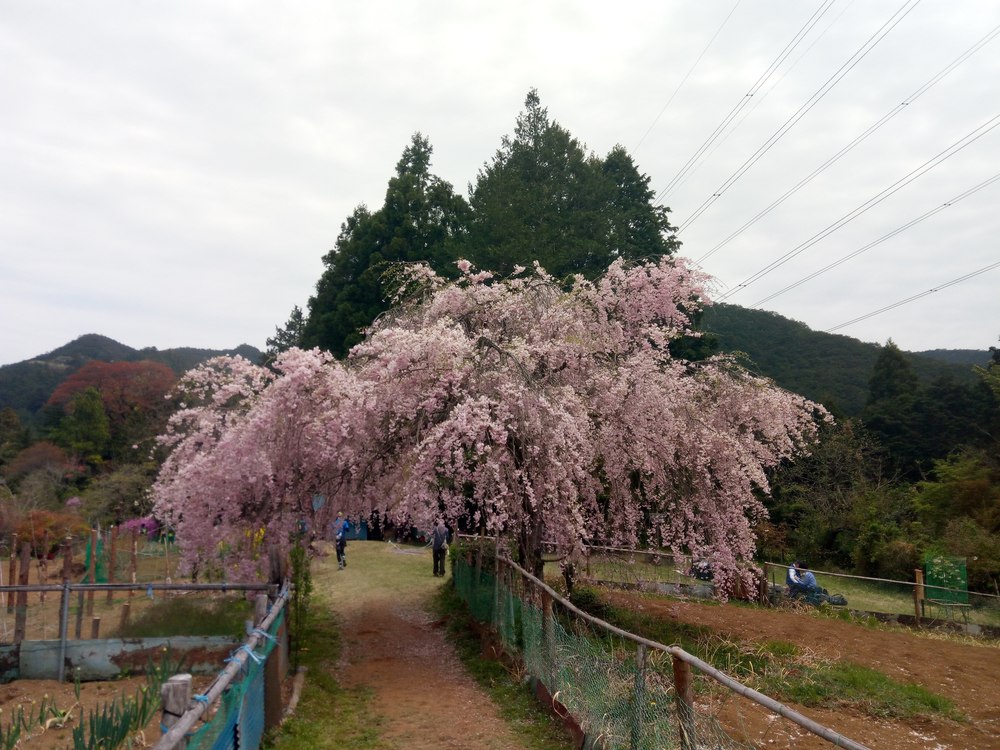 奥武蔵もろやまトレイルラン大会コースの写真6