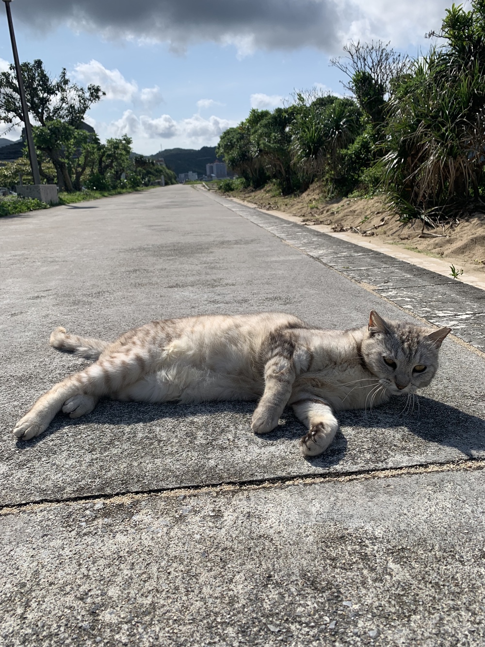 名護市観光ランの写真3