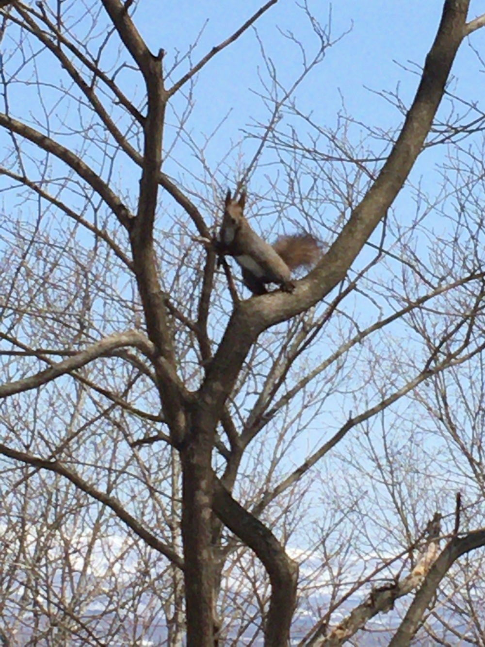 駅から徒歩13分。倶知安旭ヶ丘公園。の写真3