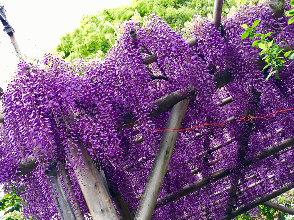 【亀戸天神藤まつり＆都内藤めぐりラン】の写真3