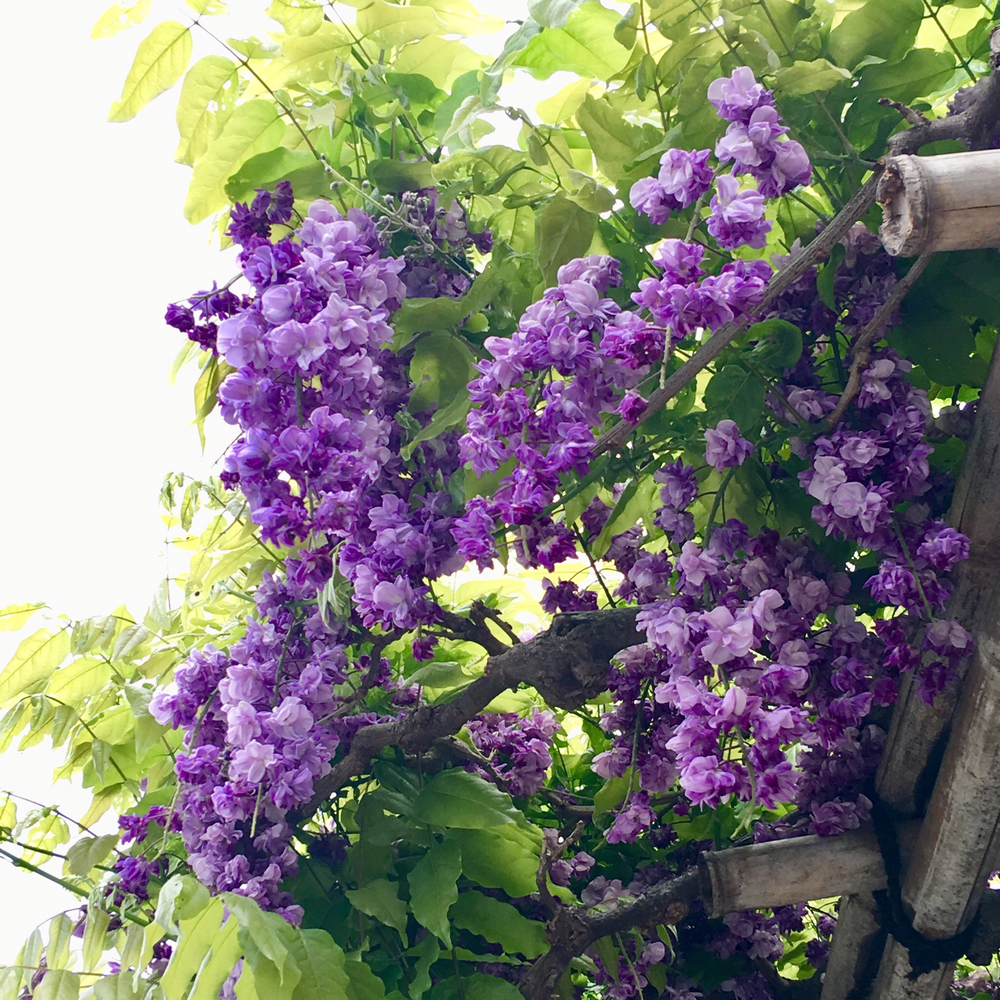 【亀戸天神藤まつり＆都内藤めぐりラン】の写真4