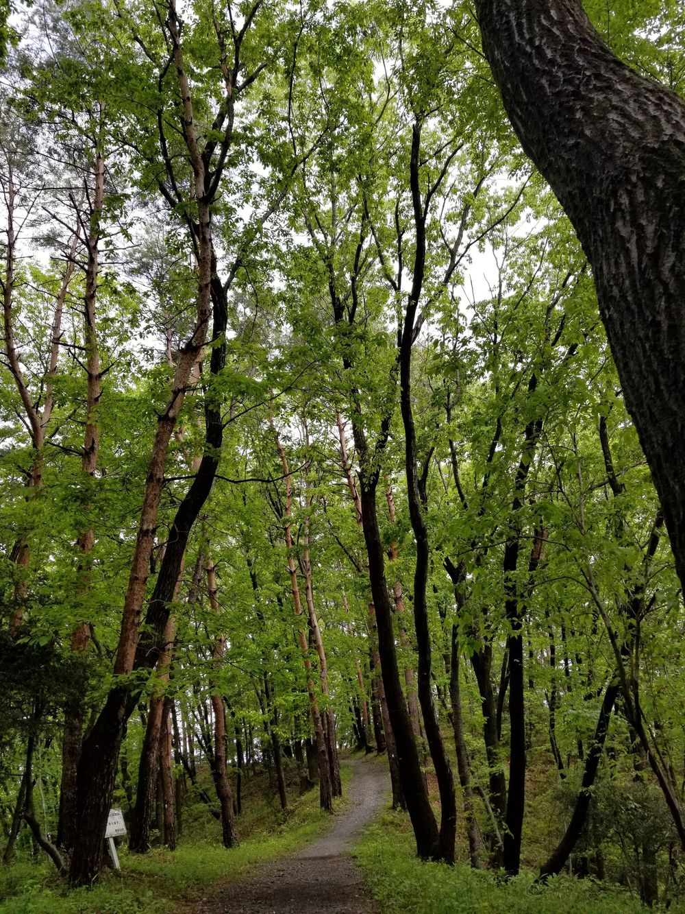 比企南丘陵(岩殿丘陵)　廃線跡を巡るクロカンコースの写真5