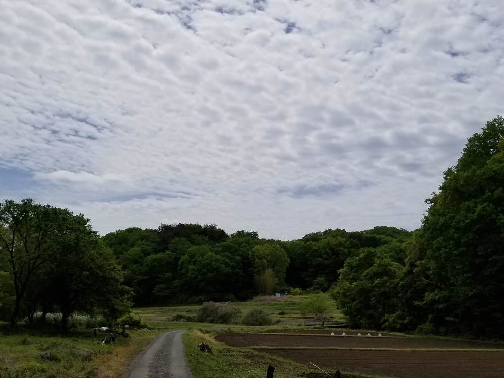 比企南丘陵(岩殿丘陵)　廃線跡を巡るクロカンコースの写真8