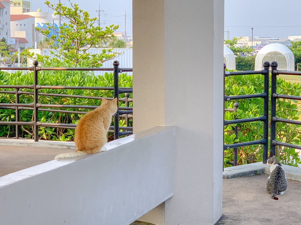 【沖縄・那覇】海と空、風と波を感じるシーサイド ＆ パークRuntripの写真7