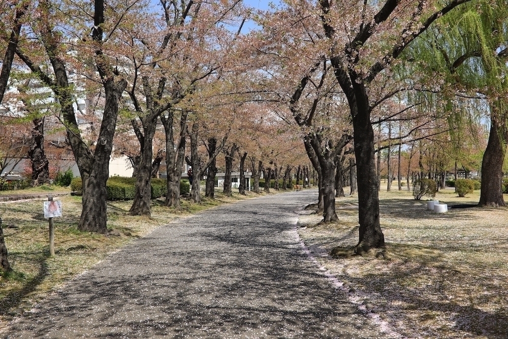 1周2.2km・開成山公園周回コースの写真5