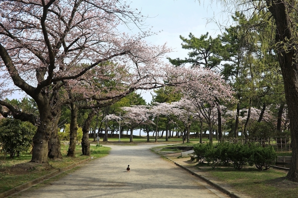 青森駅周辺10km往復コースの写真3