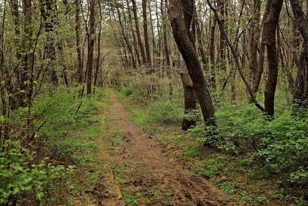 風の松原のトリム+クロスカントリーコースの写真3