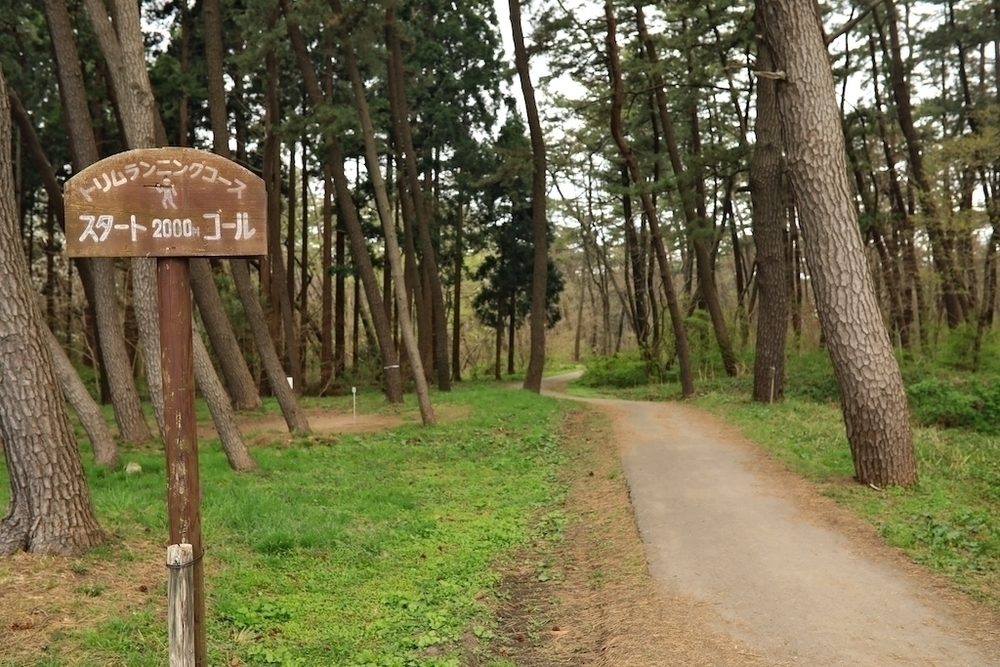 風の松原のトリム+クロスカントリーコースの写真5