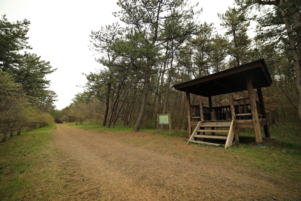 風の松原のトリム+クロスカントリーコースの写真6