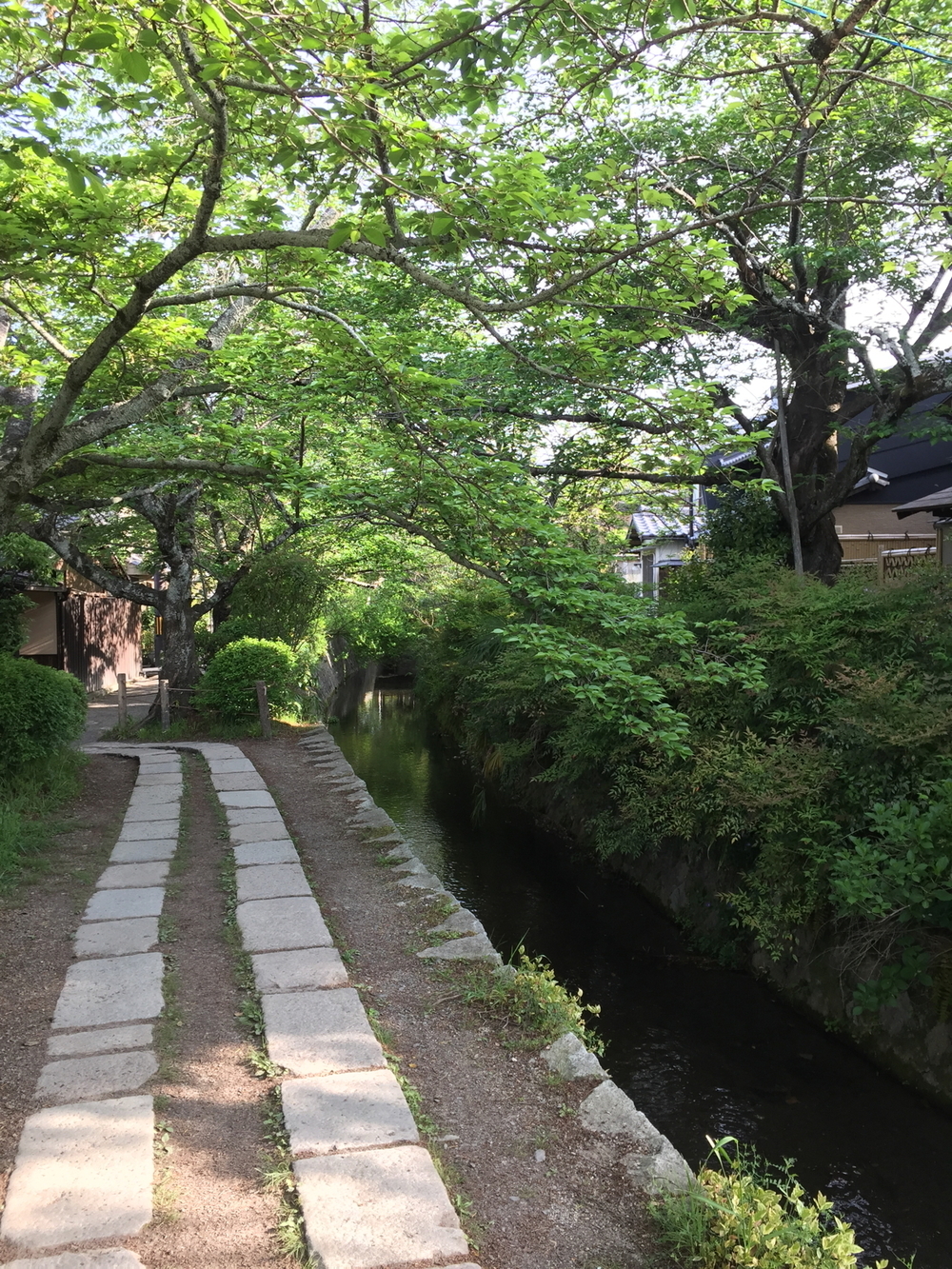 新緑の京都、東山エリアの写真6