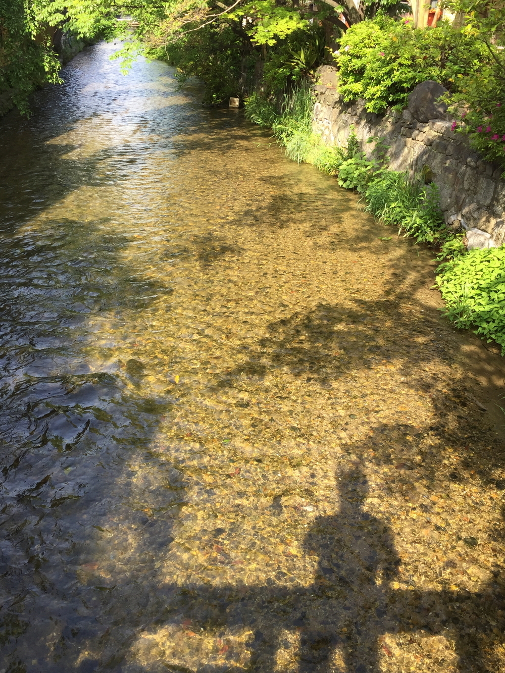 新緑の京都、東山エリアの写真15
