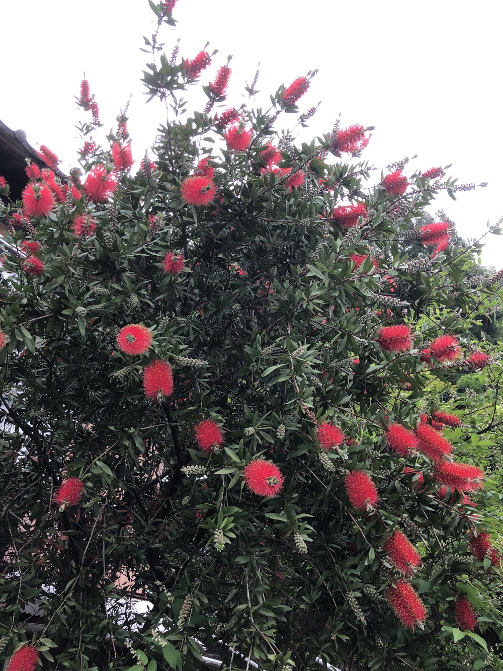 鹿児島 妙見温泉から犬養の滝ランの写真4